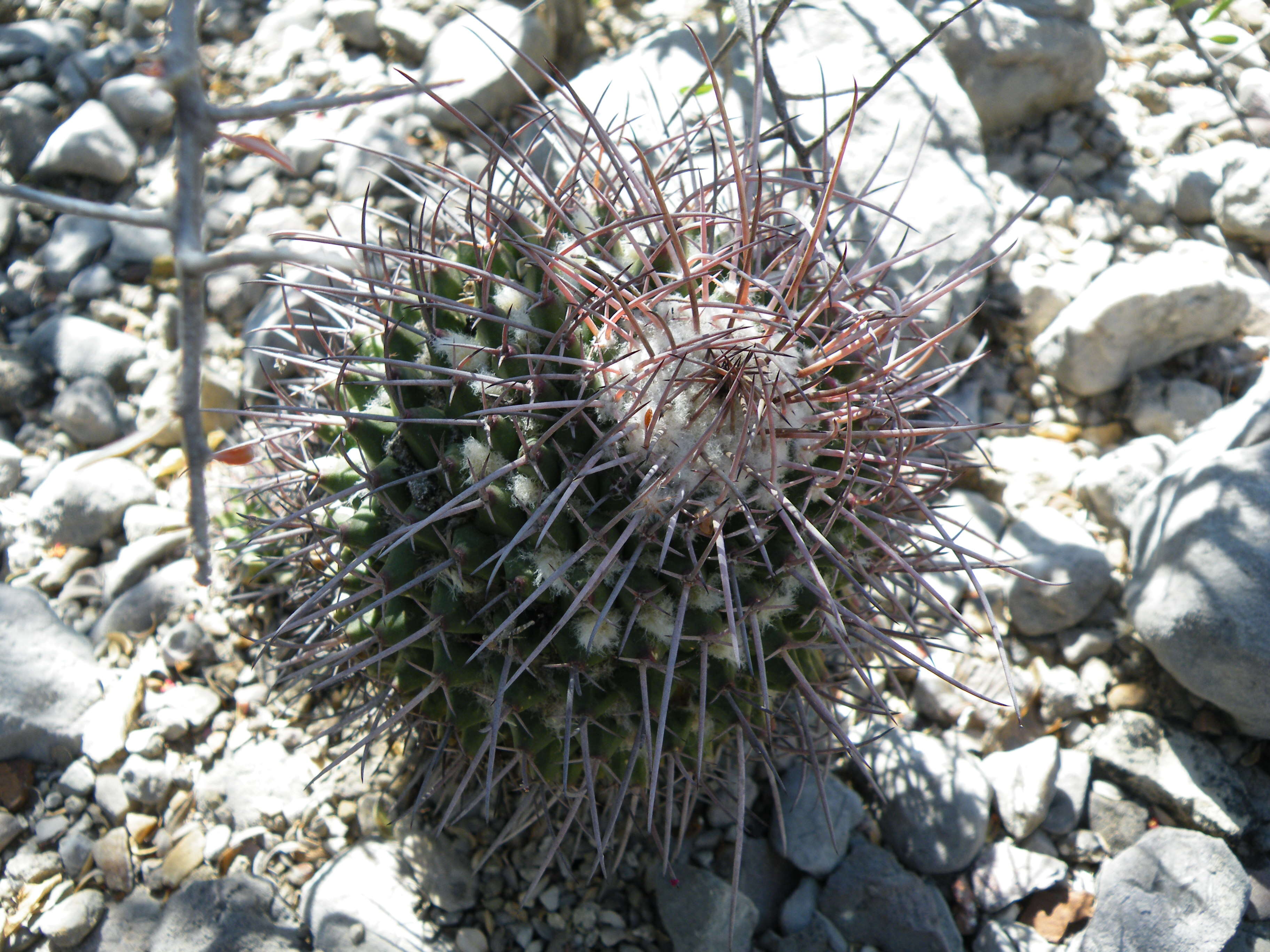 Image of Mammillaria carnea Zucc. ex Pfeiff.