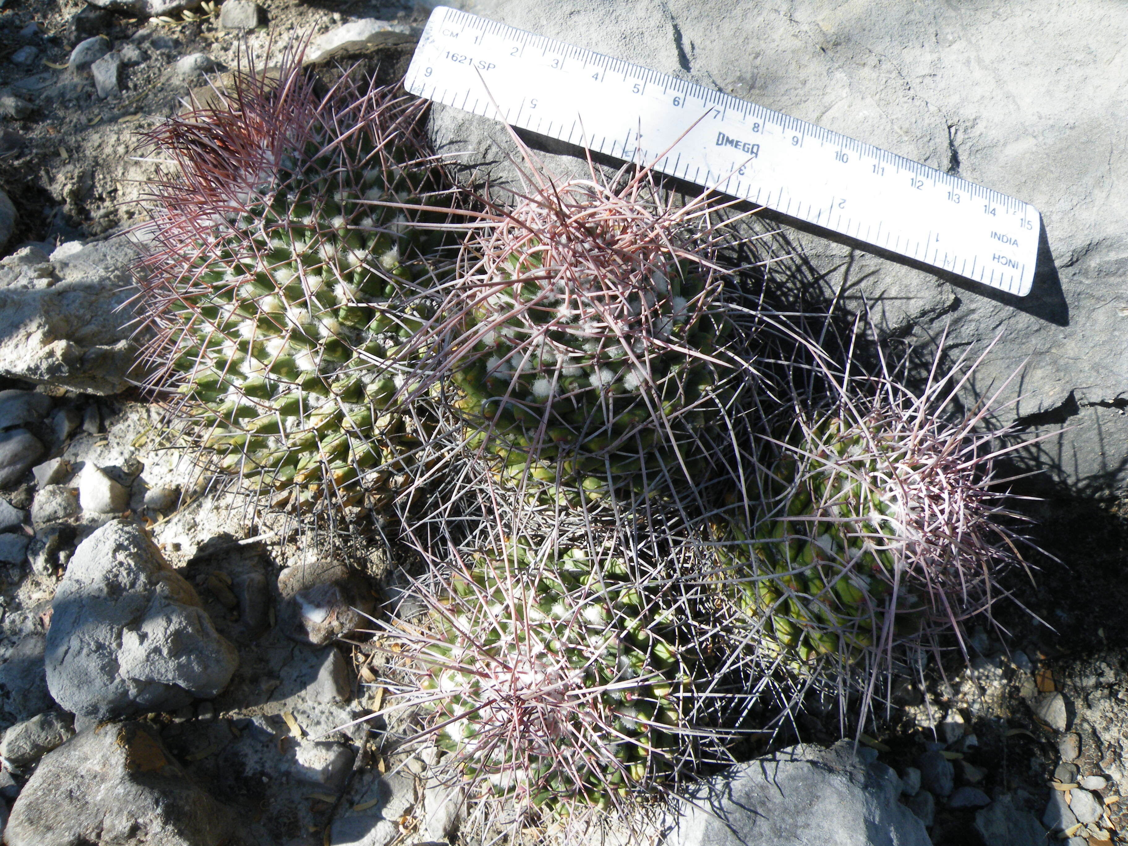 Image of Mammillaria carnea Zucc. ex Pfeiff.