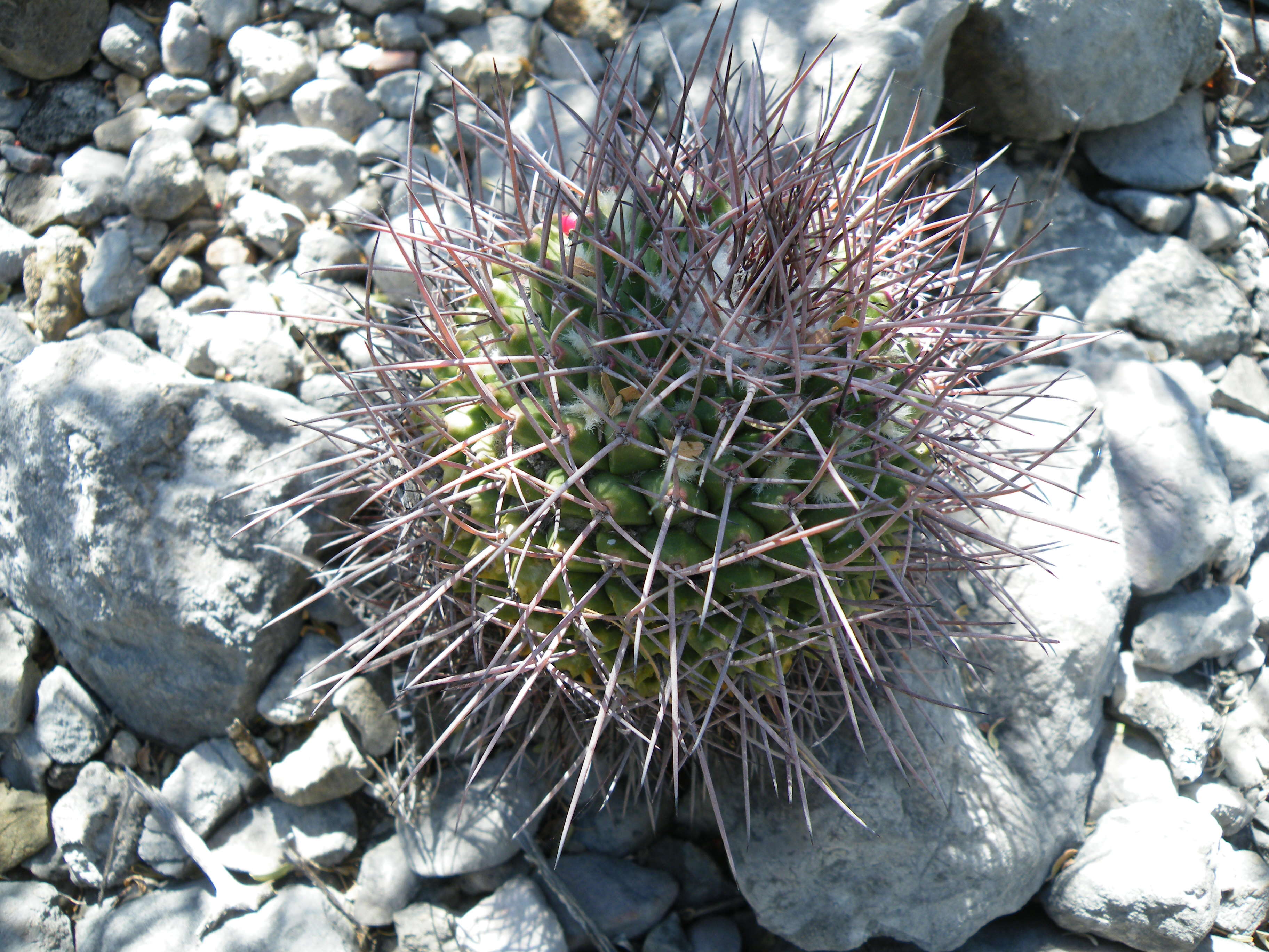 Image of Mammillaria carnea Zucc. ex Pfeiff.