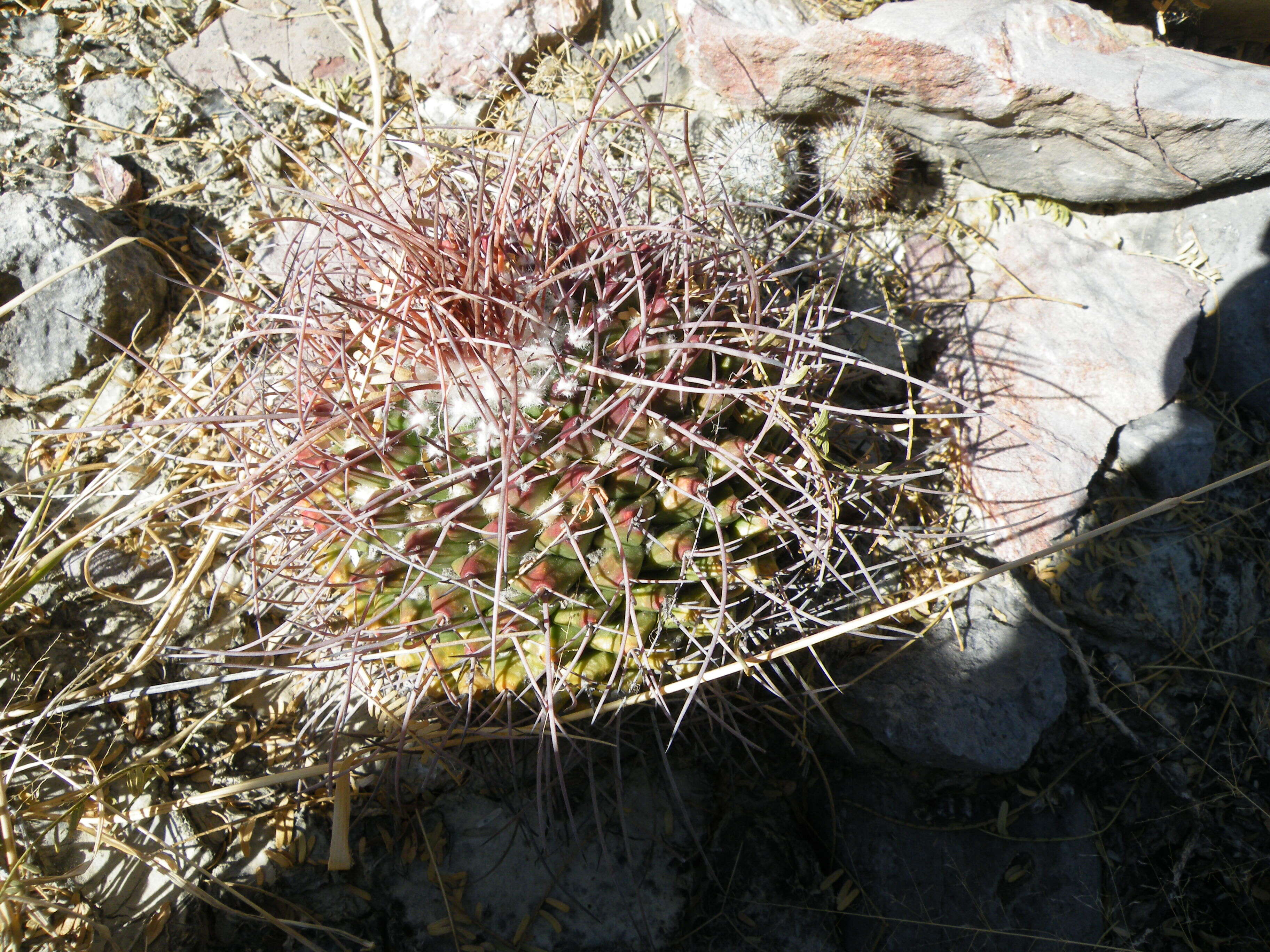 Image of Mammillaria carnea Zucc. ex Pfeiff.