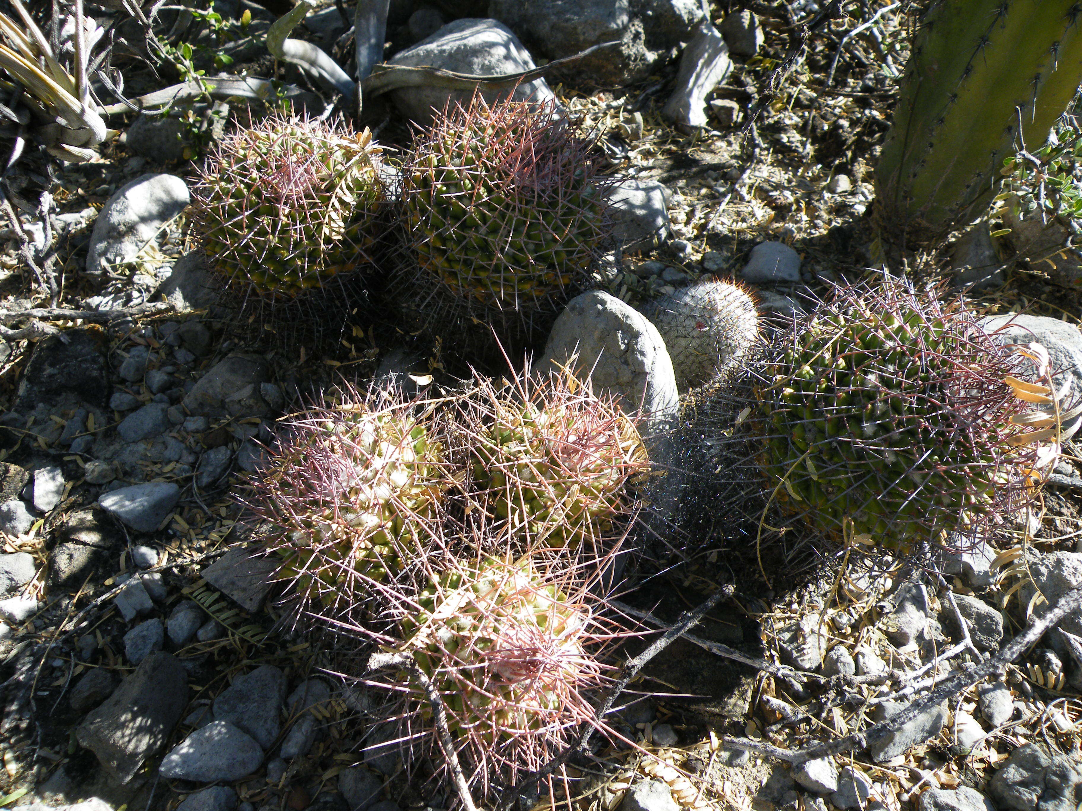 Image of Mammillaria carnea Zucc. ex Pfeiff.