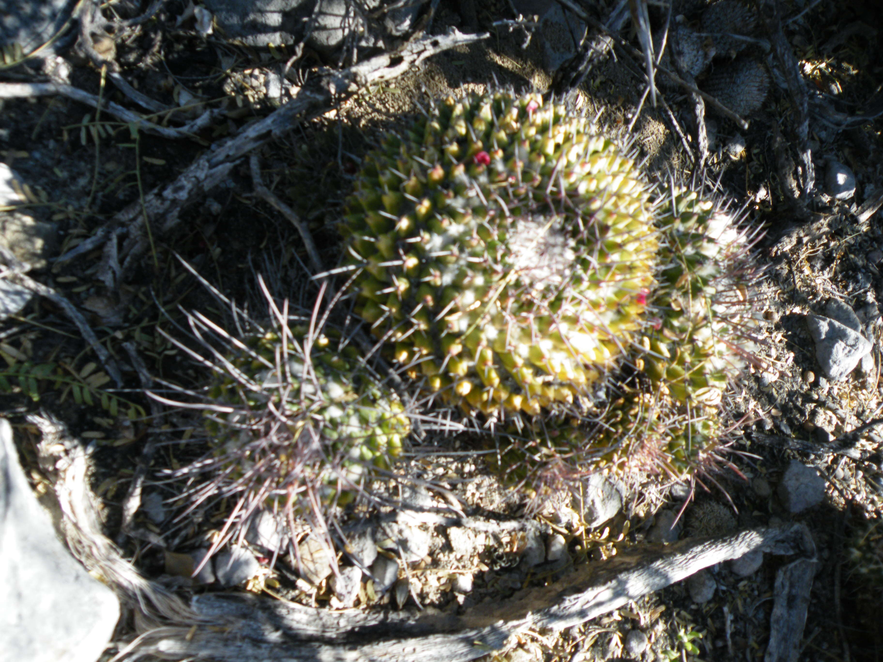 Image of Mammillaria carnea Zucc. ex Pfeiff.