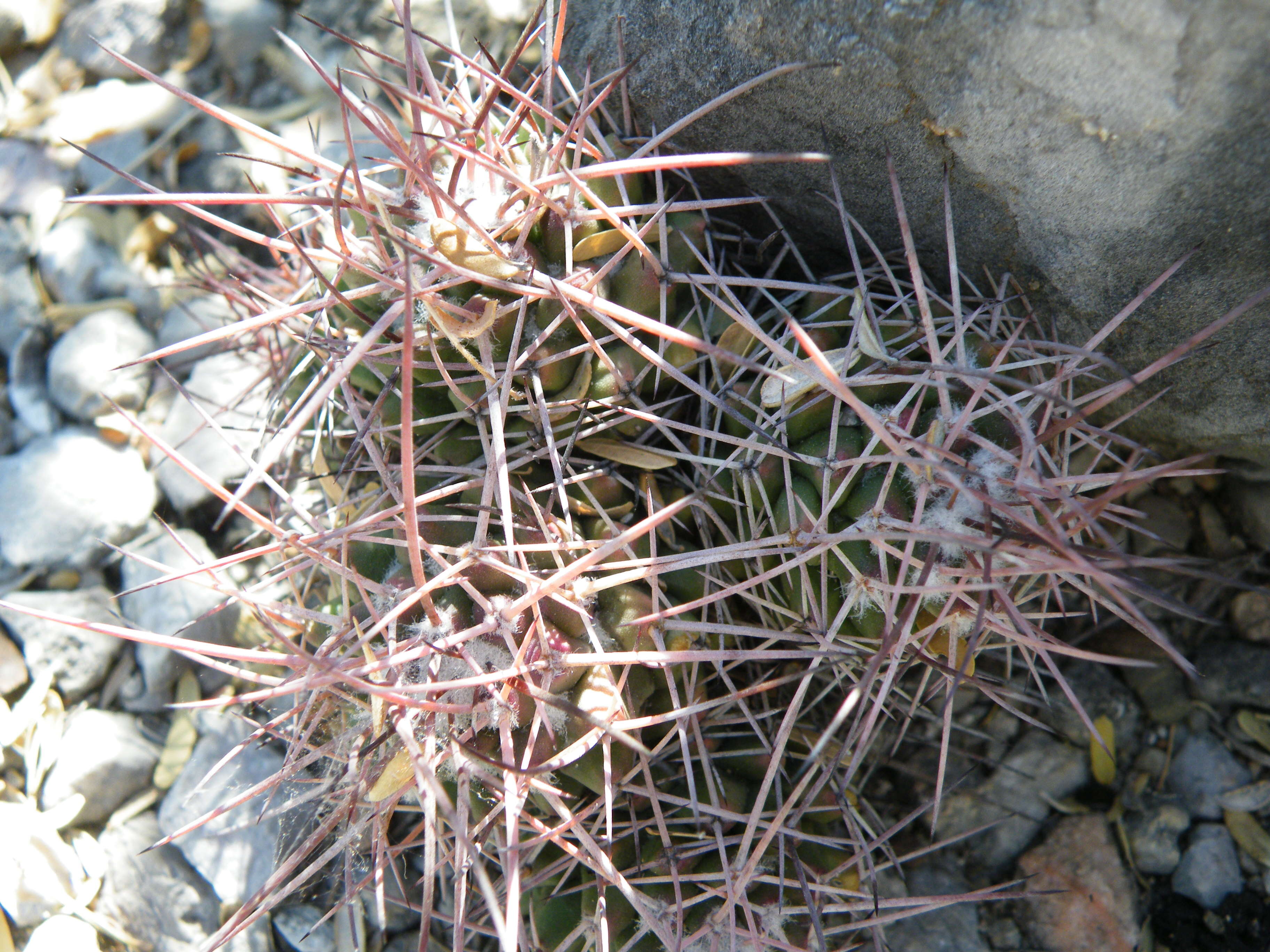 Image of Mammillaria carnea Zucc. ex Pfeiff.