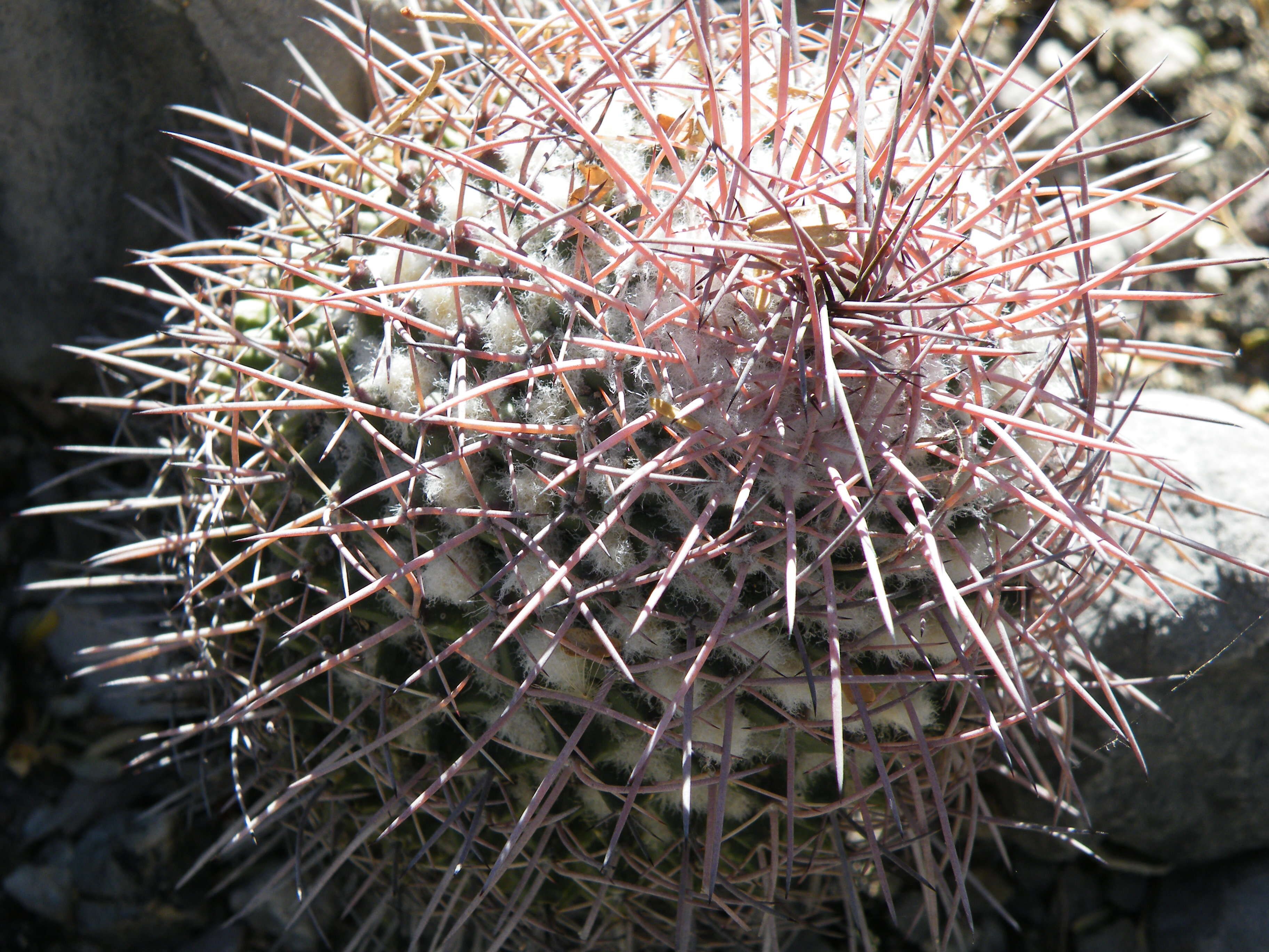 Image of Mammillaria carnea Zucc. ex Pfeiff.