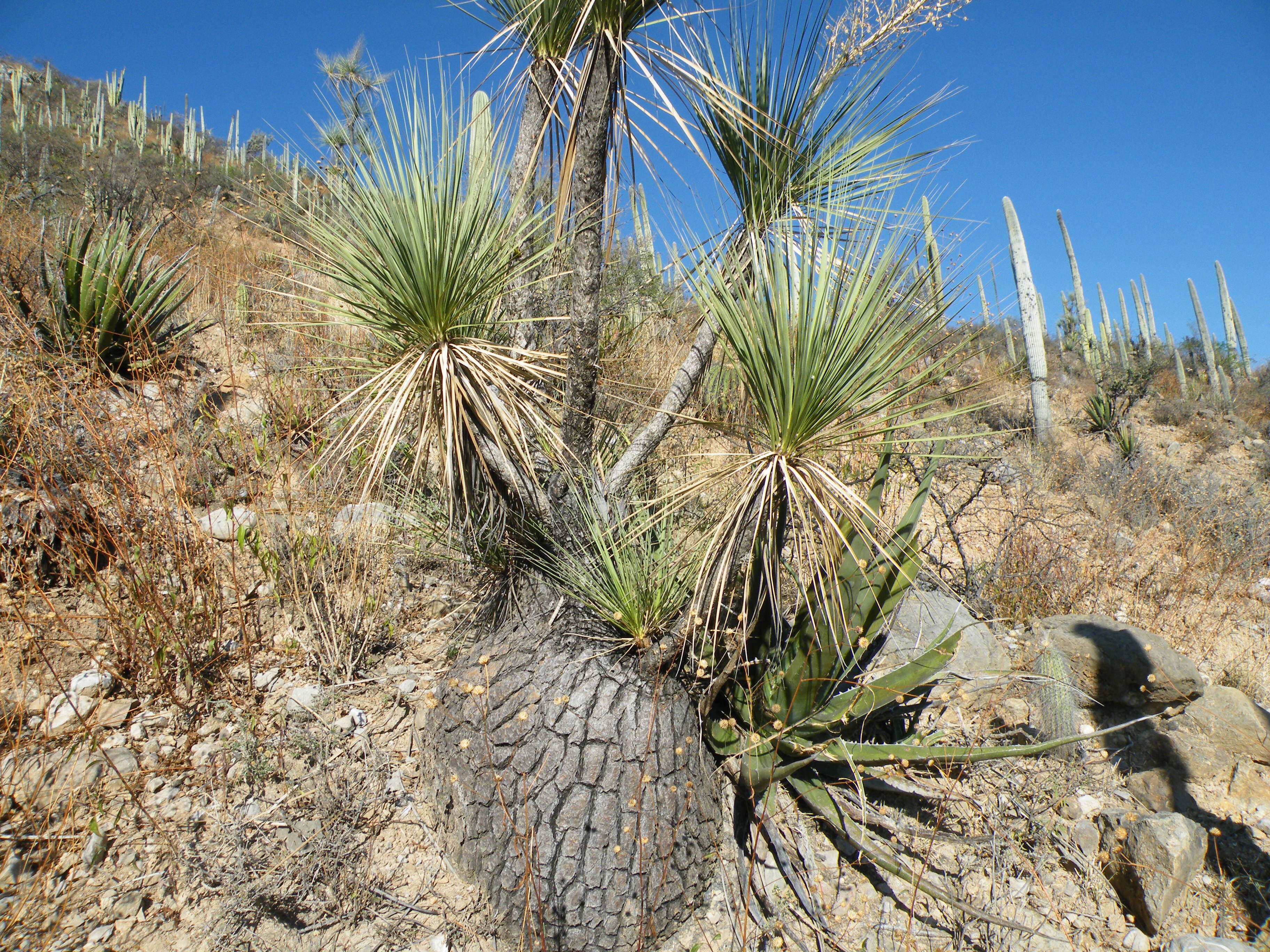 Image of Mexican Pony Tail Palm