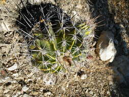 Image of Ferocactus flavovirens (Scheidw.) Britton & Rose