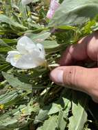 Imagem de Oenothera deltoides subsp. cognata (Jepson) W. Klein