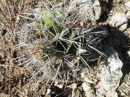 Image of Ferocactus flavovirens (Scheidw.) Britton & Rose