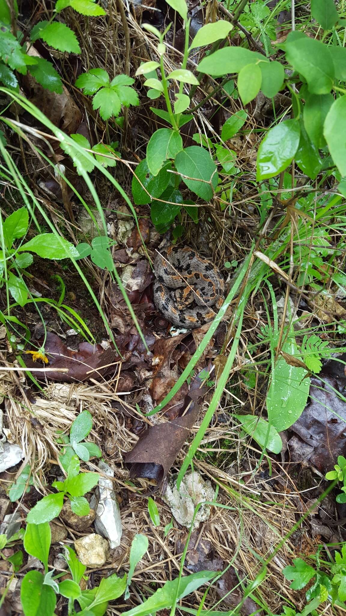 Image de Sistrurus miliarius streckeri Gloyd 1935