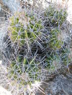 Image of Ferocactus flavovirens (Scheidw.) Britton & Rose