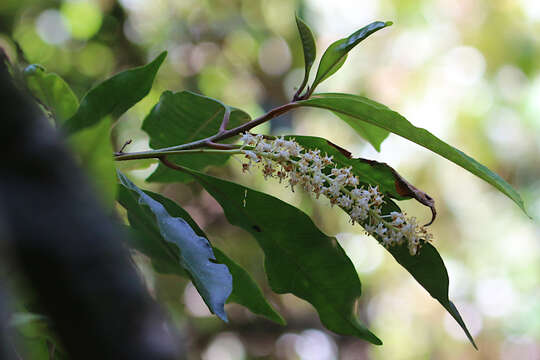 Image of Quintinia verdonii F. Müll.