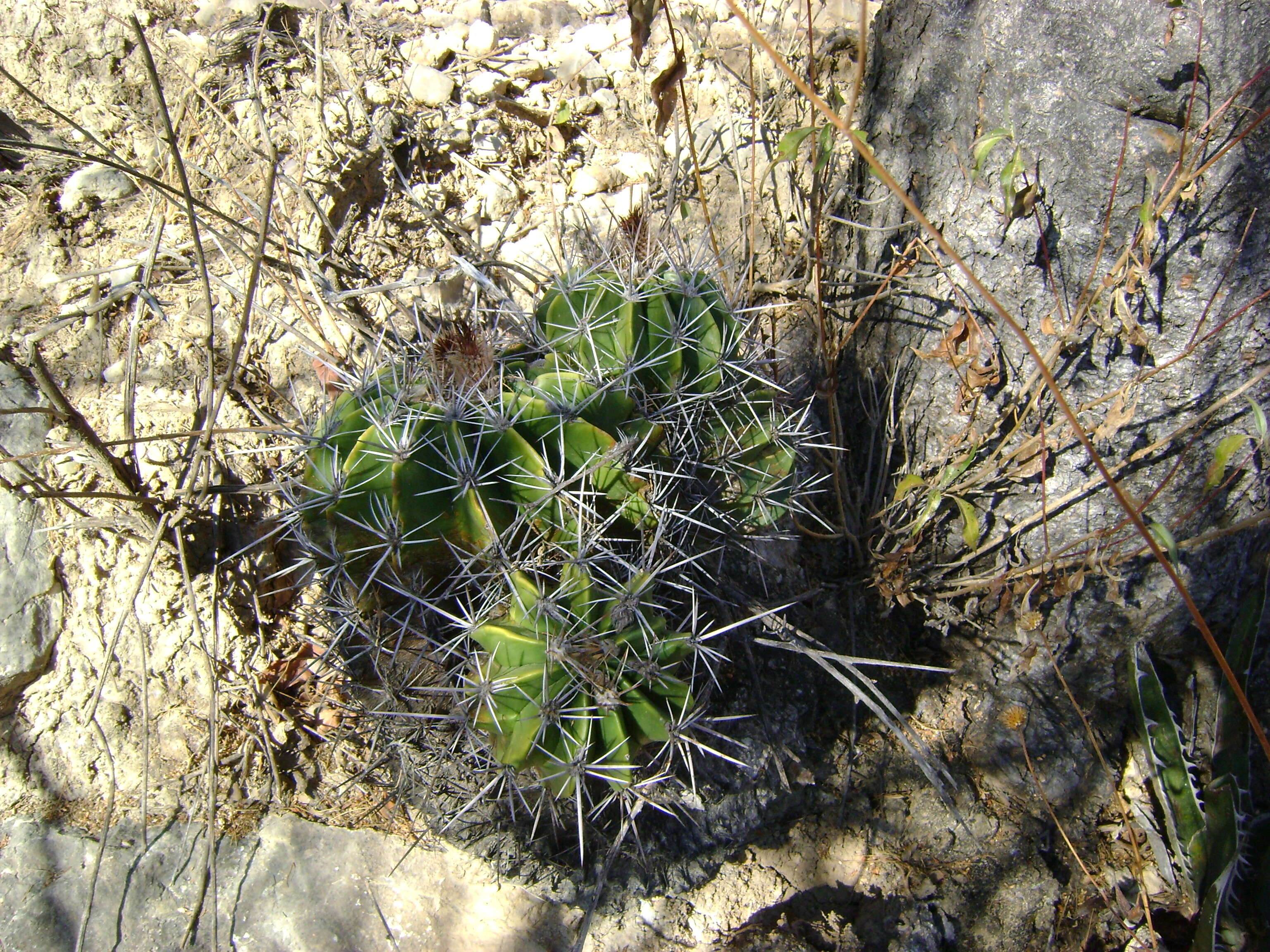 Image of Ferocactus flavovirens (Scheidw.) Britton & Rose