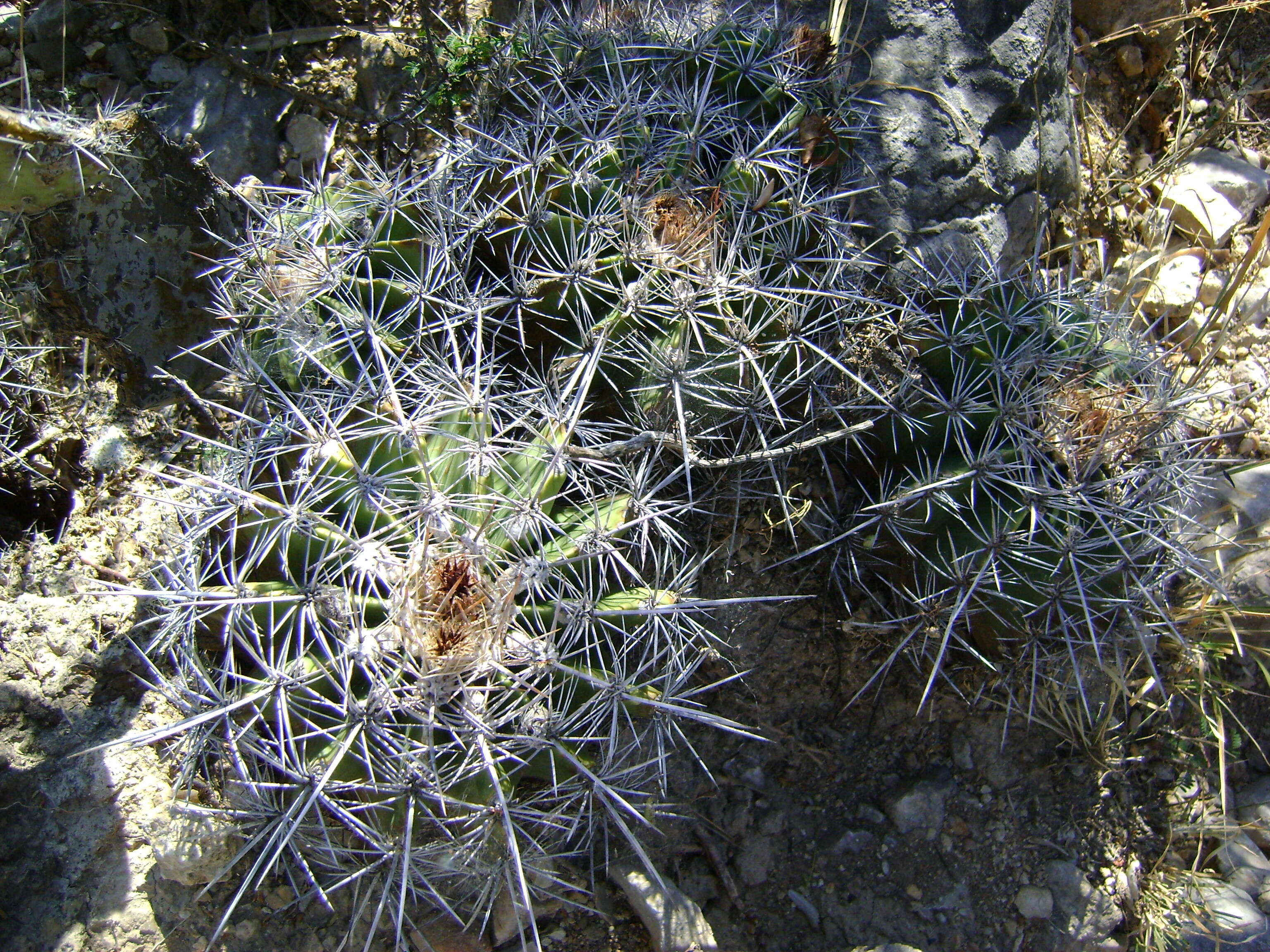 Image of Ferocactus flavovirens (Scheidw.) Britton & Rose