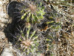 Image of Ferocactus flavovirens (Scheidw.) Britton & Rose