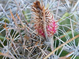 Image of Ferocactus flavovirens (Scheidw.) Britton & Rose