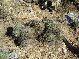 Image of Ferocactus flavovirens (Scheidw.) Britton & Rose