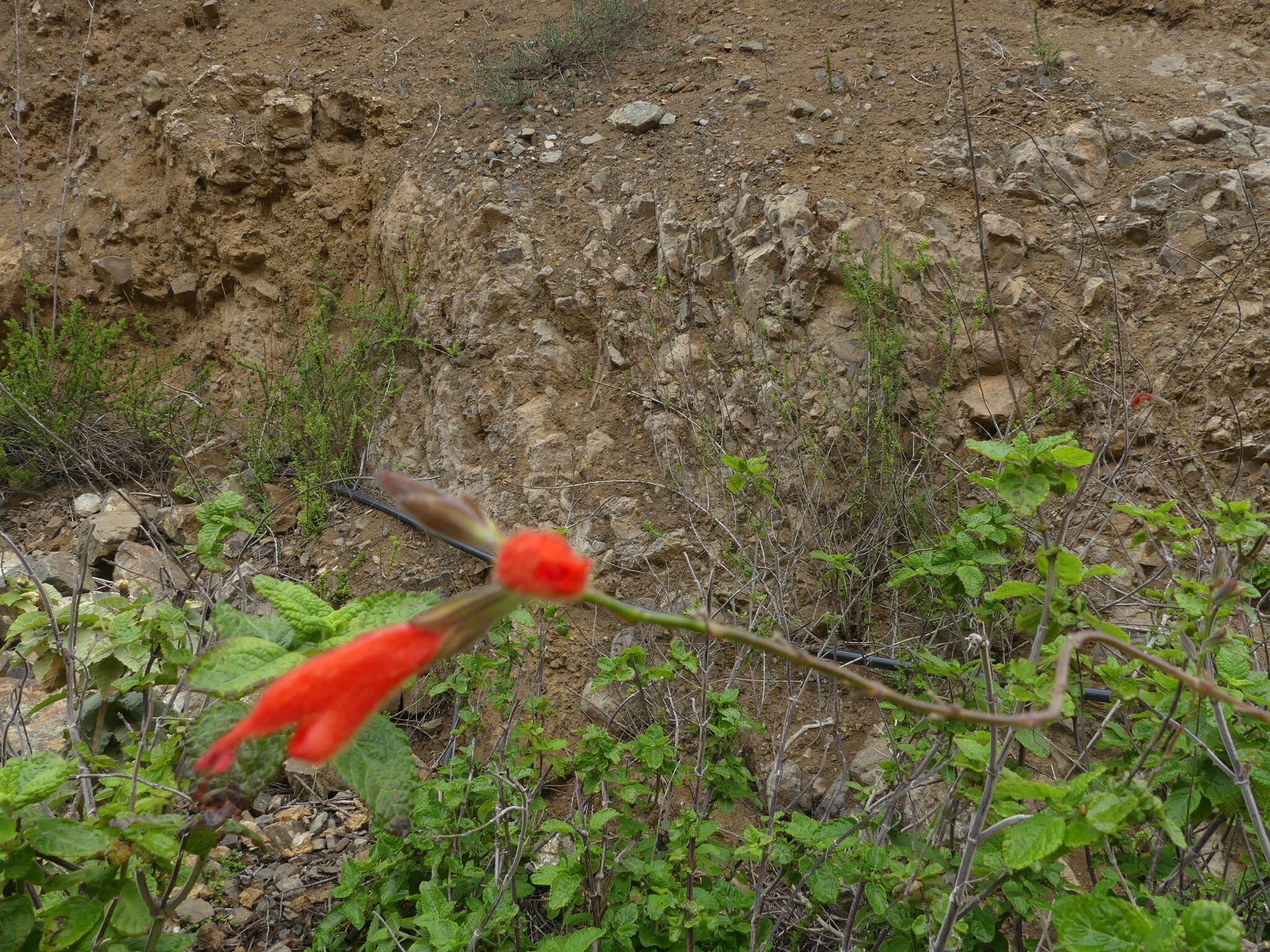 Salvia tubiflora Sm. resmi