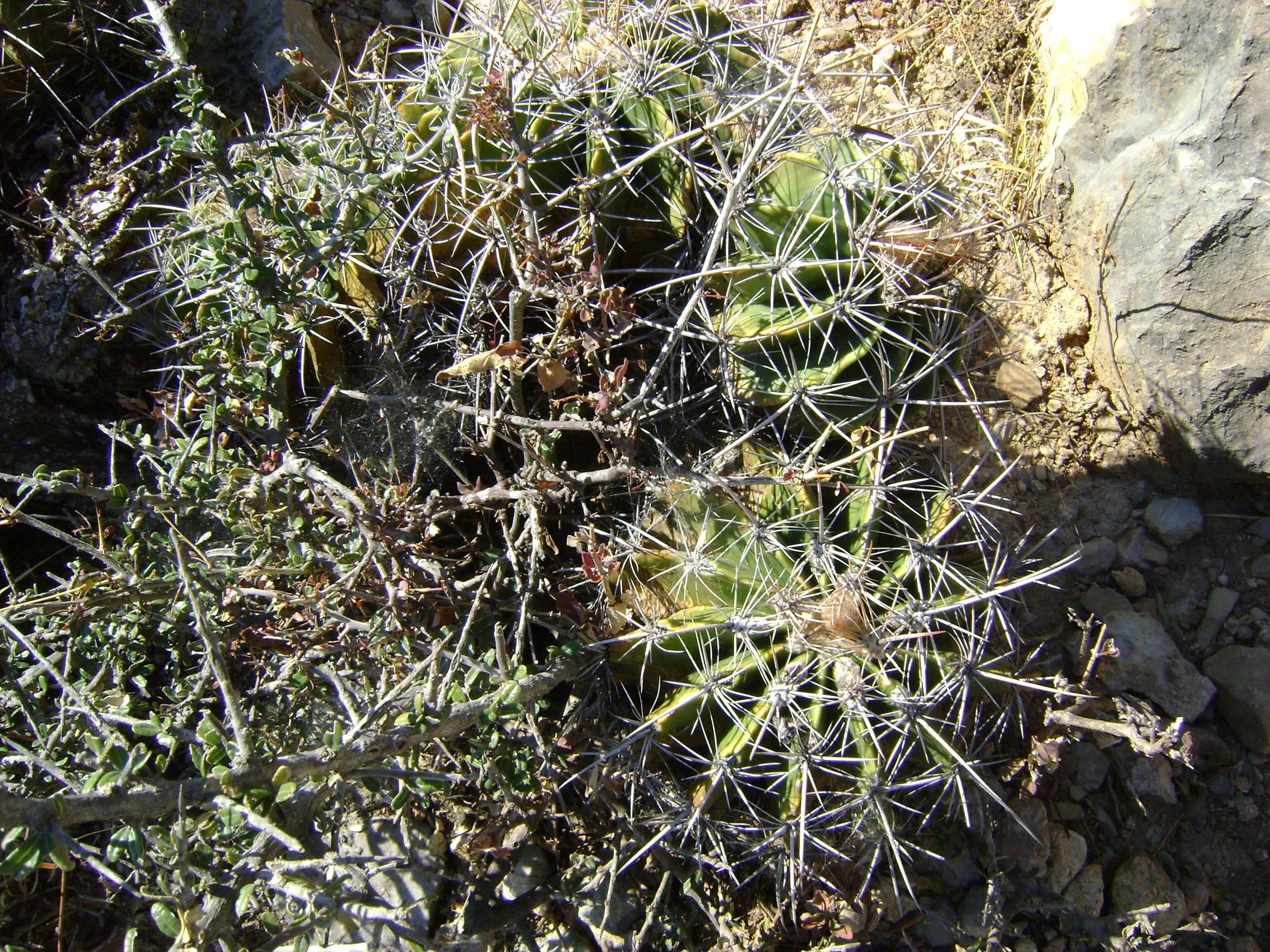 Image of Ferocactus flavovirens (Scheidw.) Britton & Rose