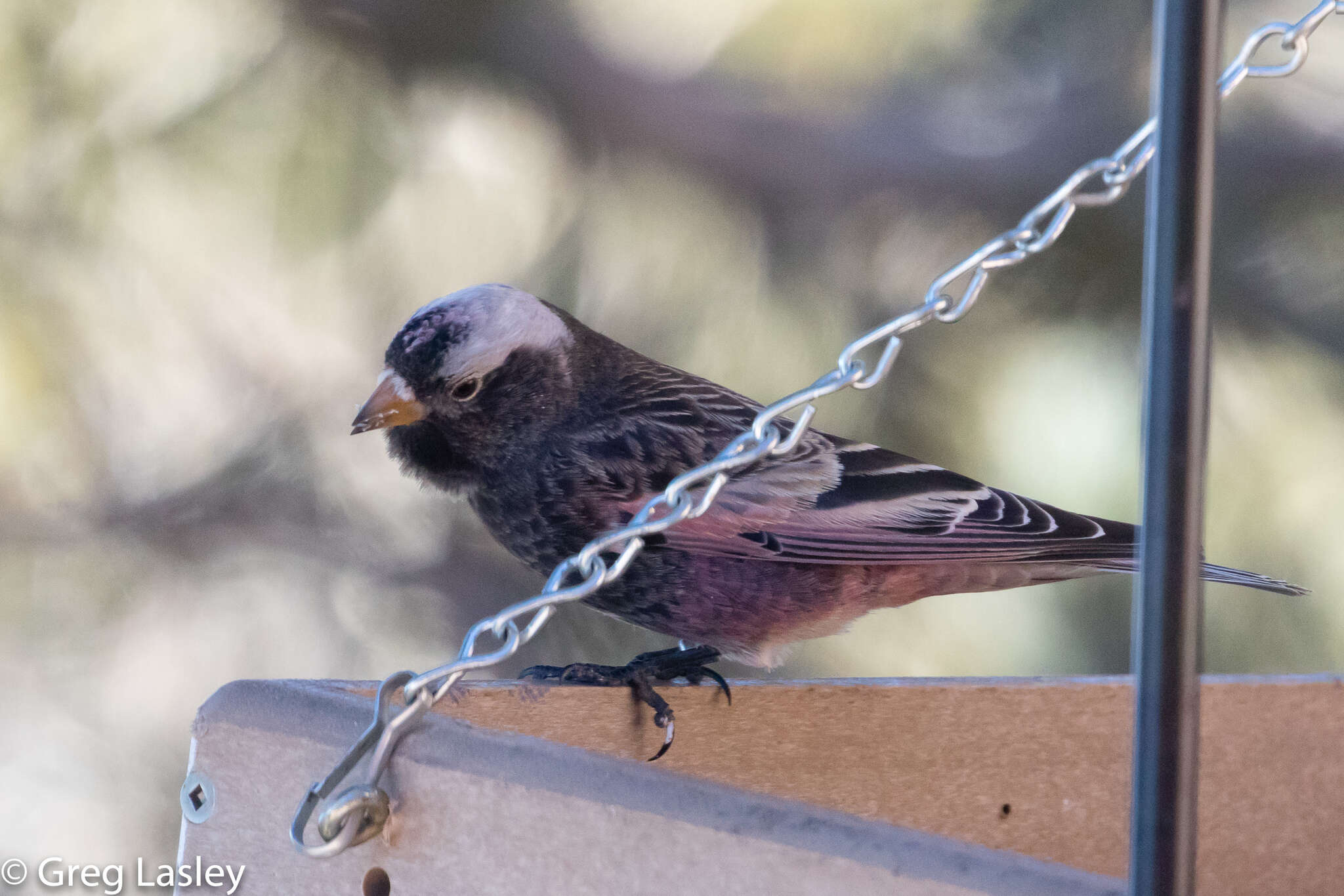 Image of Black Rosy Finch