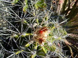 Image of Ferocactus flavovirens (Scheidw.) Britton & Rose