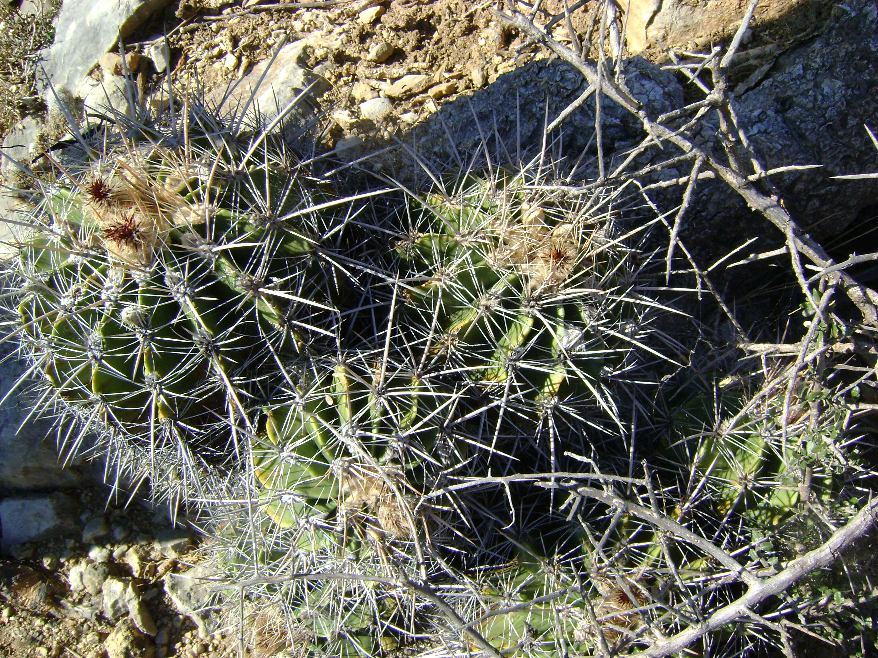 Image of Ferocactus flavovirens (Scheidw.) Britton & Rose