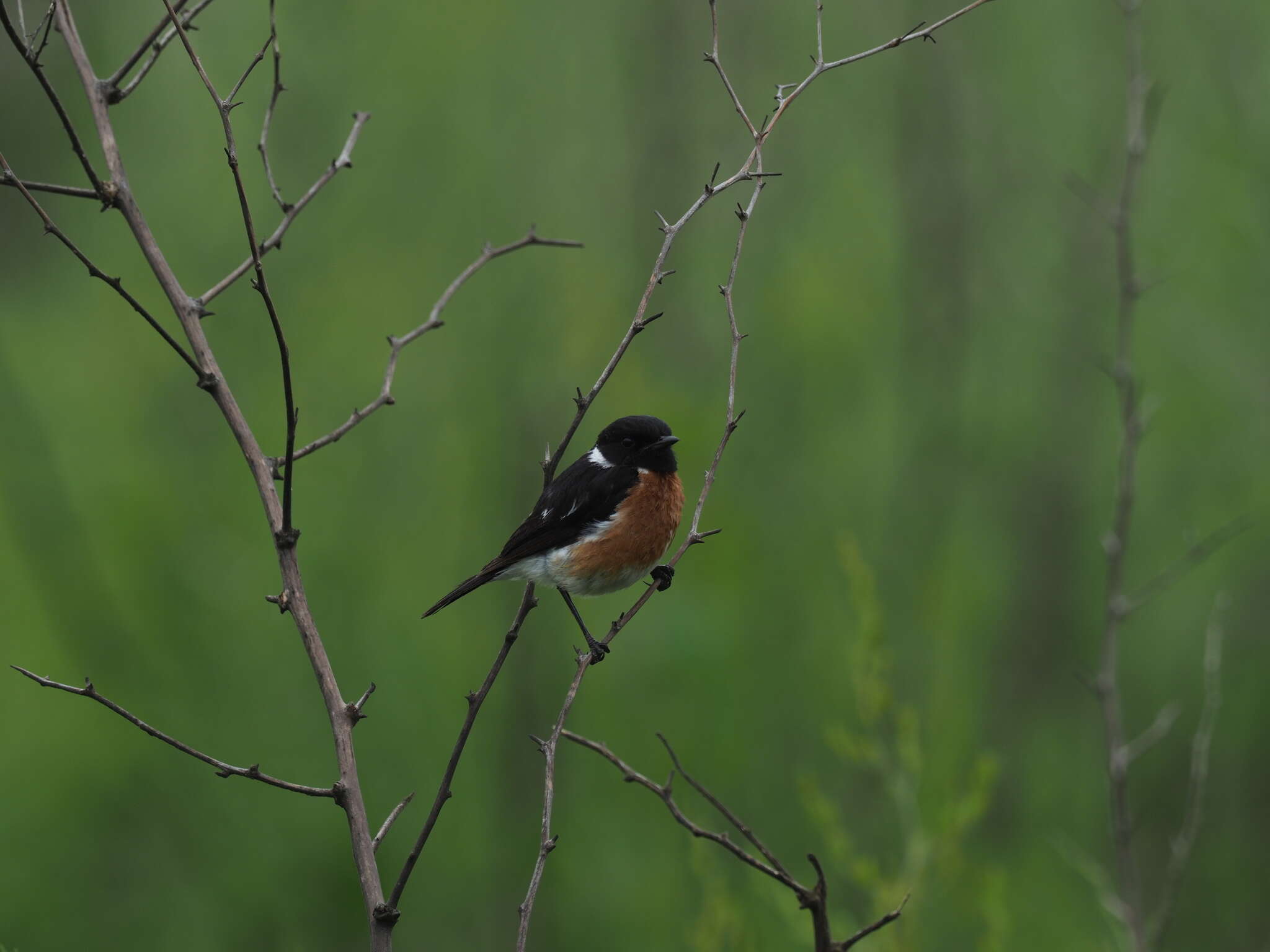 Image of Saxicola torquatus stonei Bowen 1931