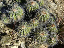 Image of Ferocactus flavovirens (Scheidw.) Britton & Rose