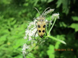 Image of Pachyta quadrimaculata (Linné 1758)