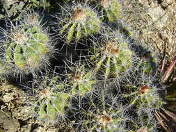 Image of Ferocactus flavovirens (Scheidw.) Britton & Rose