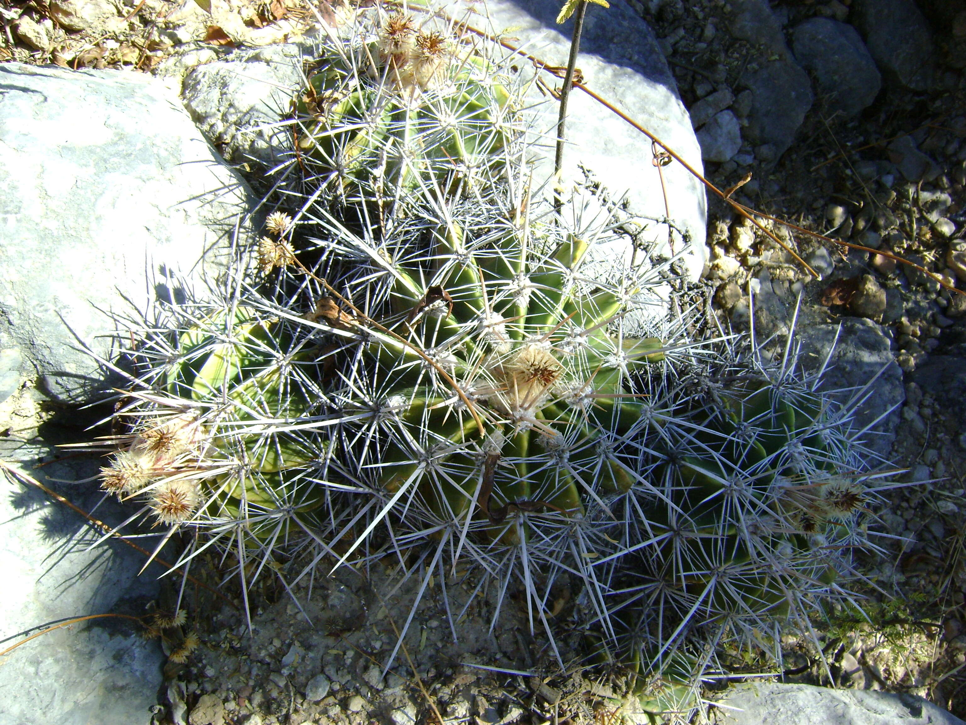 Image of Ferocactus flavovirens (Scheidw.) Britton & Rose