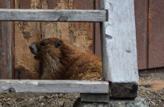 Image of Olympic Marmot