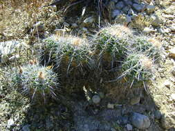 Image of Ferocactus flavovirens (Scheidw.) Britton & Rose