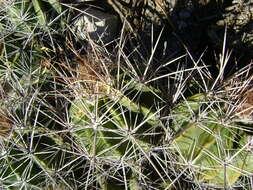 Image of Ferocactus flavovirens (Scheidw.) Britton & Rose