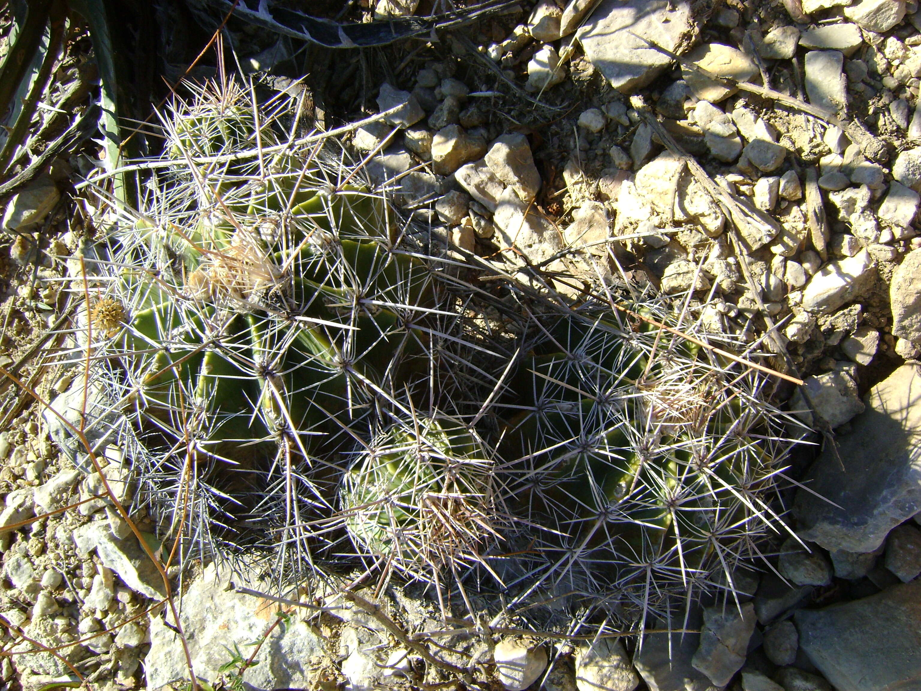 Image of Ferocactus flavovirens (Scheidw.) Britton & Rose