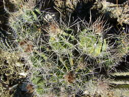 Image of Ferocactus flavovirens (Scheidw.) Britton & Rose