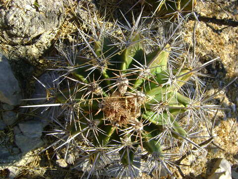 Image of Ferocactus flavovirens (Scheidw.) Britton & Rose