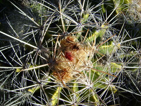 Image of Ferocactus flavovirens (Scheidw.) Britton & Rose