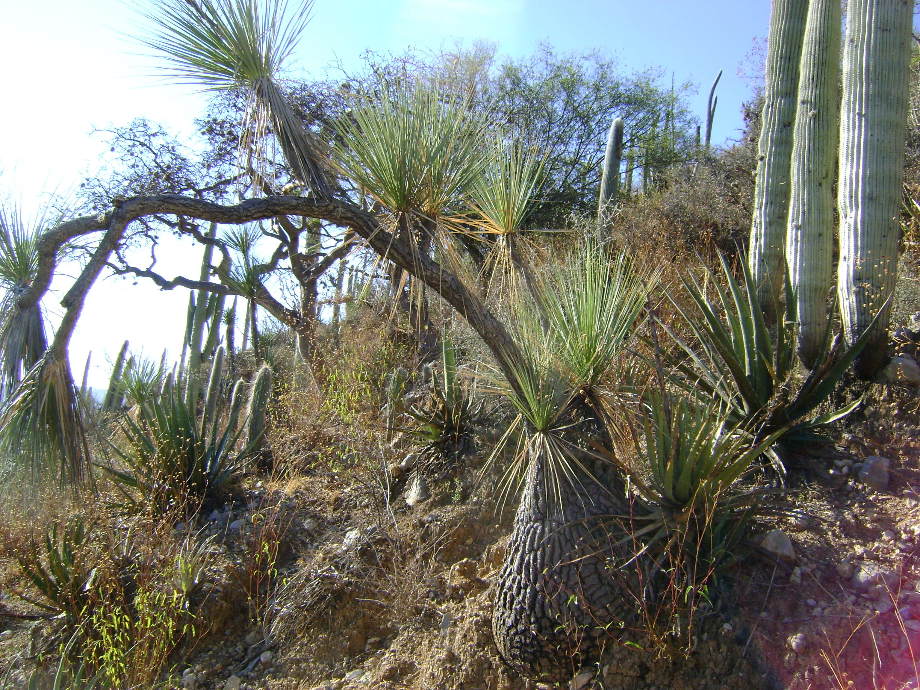 Image of Mexican Pony Tail Palm