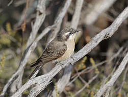 Image of Black-eared Cuckoo