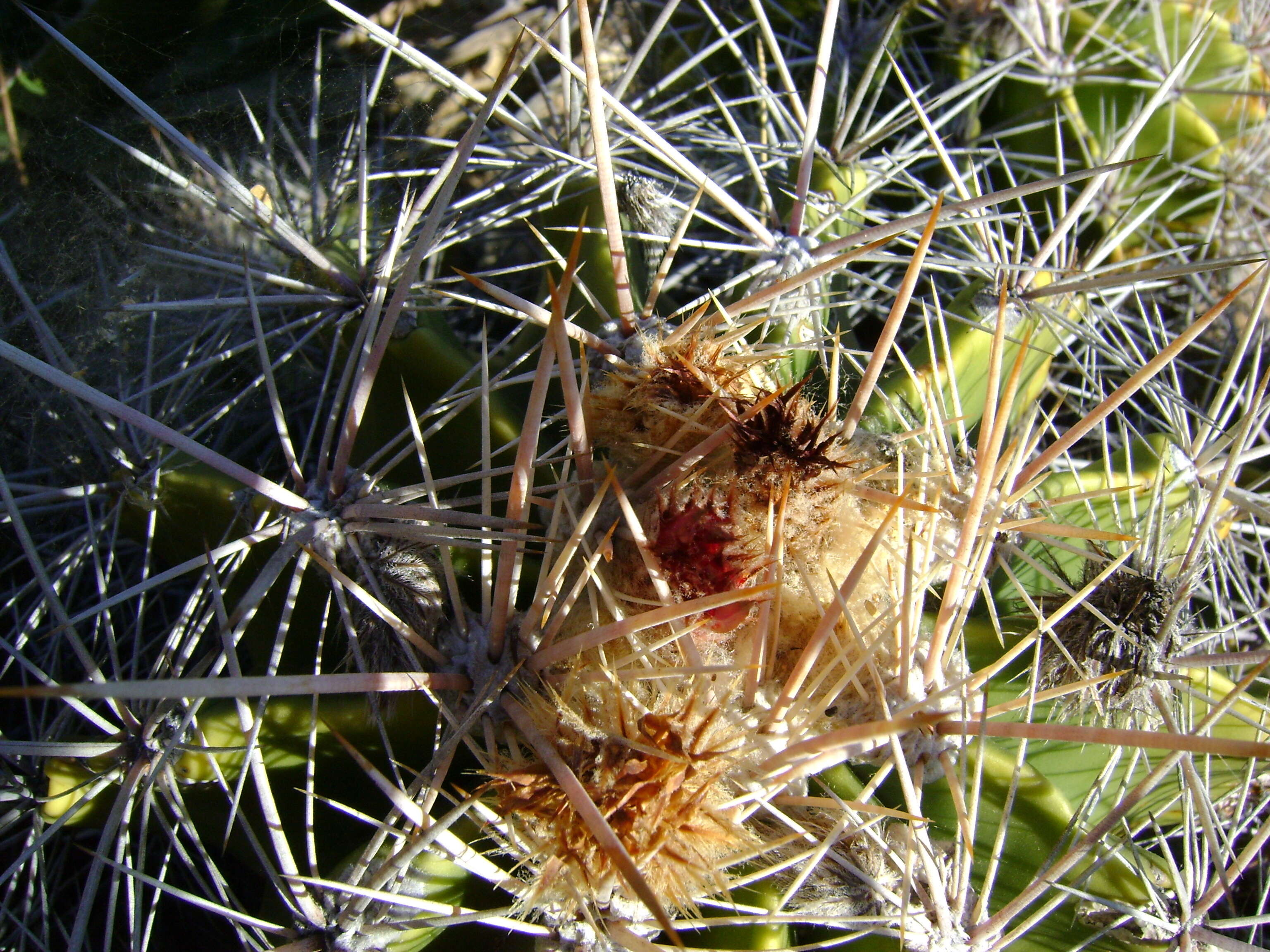 Image of Ferocactus flavovirens (Scheidw.) Britton & Rose