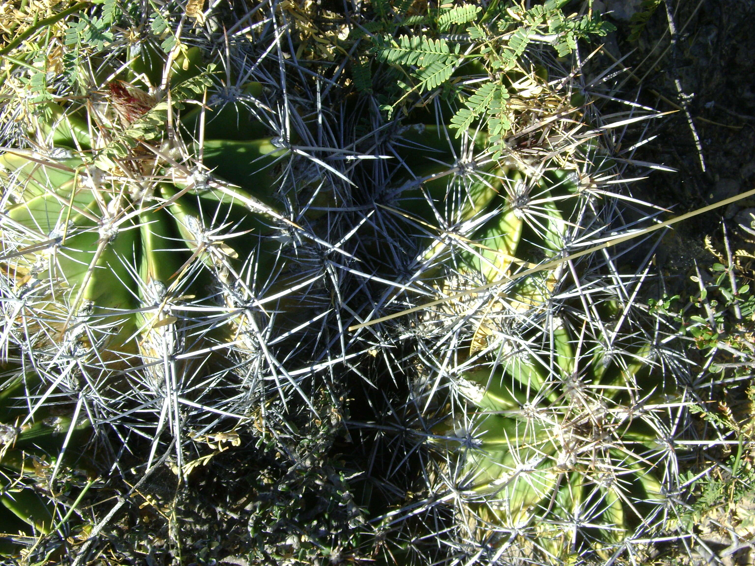 Image of Ferocactus flavovirens (Scheidw.) Britton & Rose