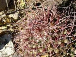 Image of Mammillaria carnea Zucc. ex Pfeiff.