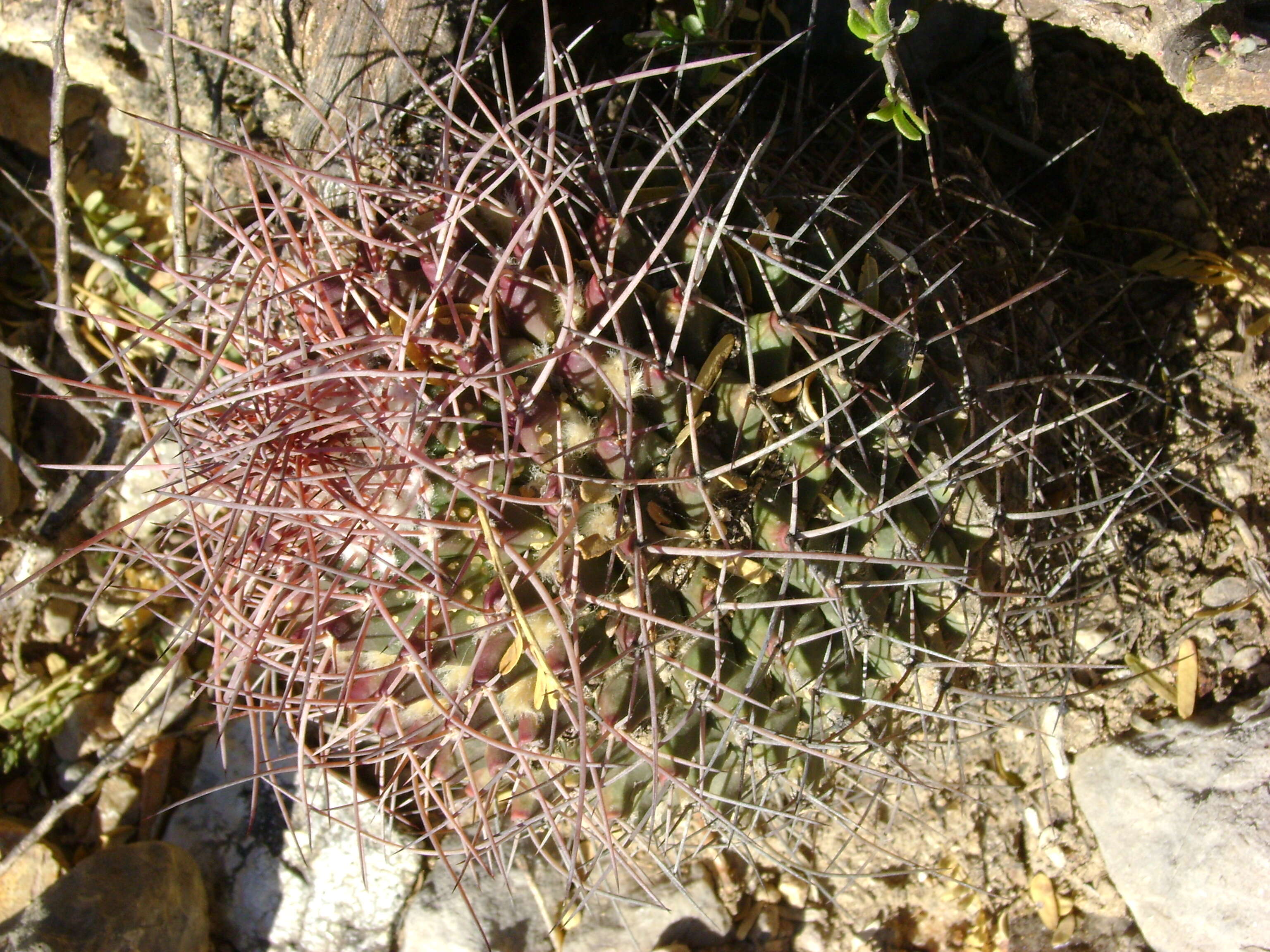 Image of Mammillaria carnea Zucc. ex Pfeiff.