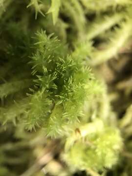 Image of sphagnum