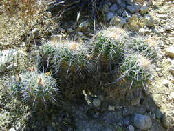 Image of Ferocactus flavovirens (Scheidw.) Britton & Rose