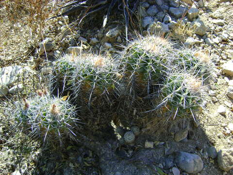 Image of Ferocactus flavovirens (Scheidw.) Britton & Rose