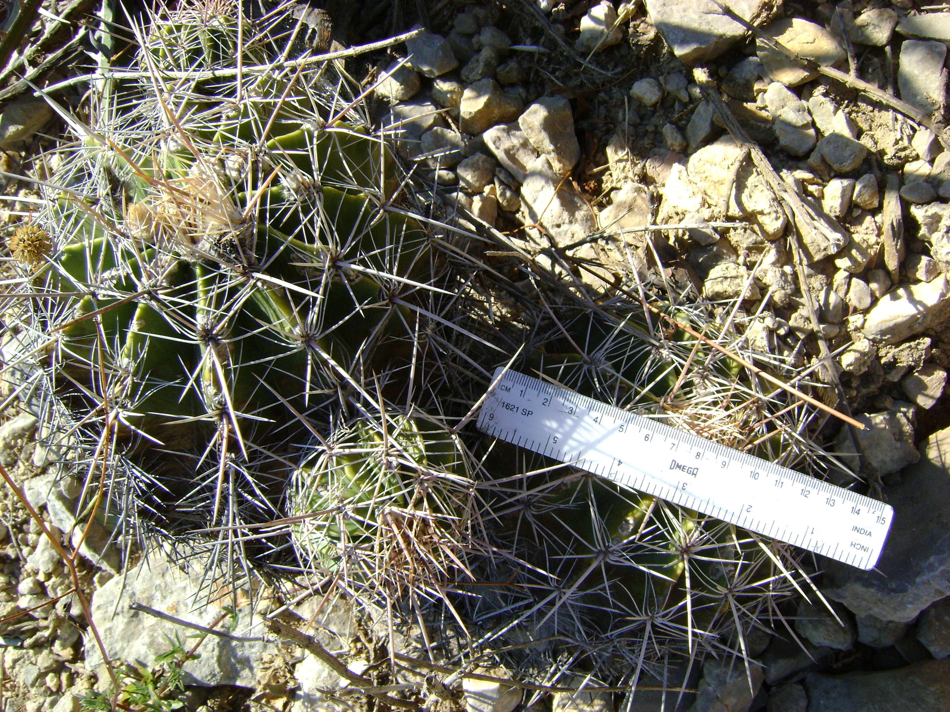 Image of Ferocactus flavovirens (Scheidw.) Britton & Rose