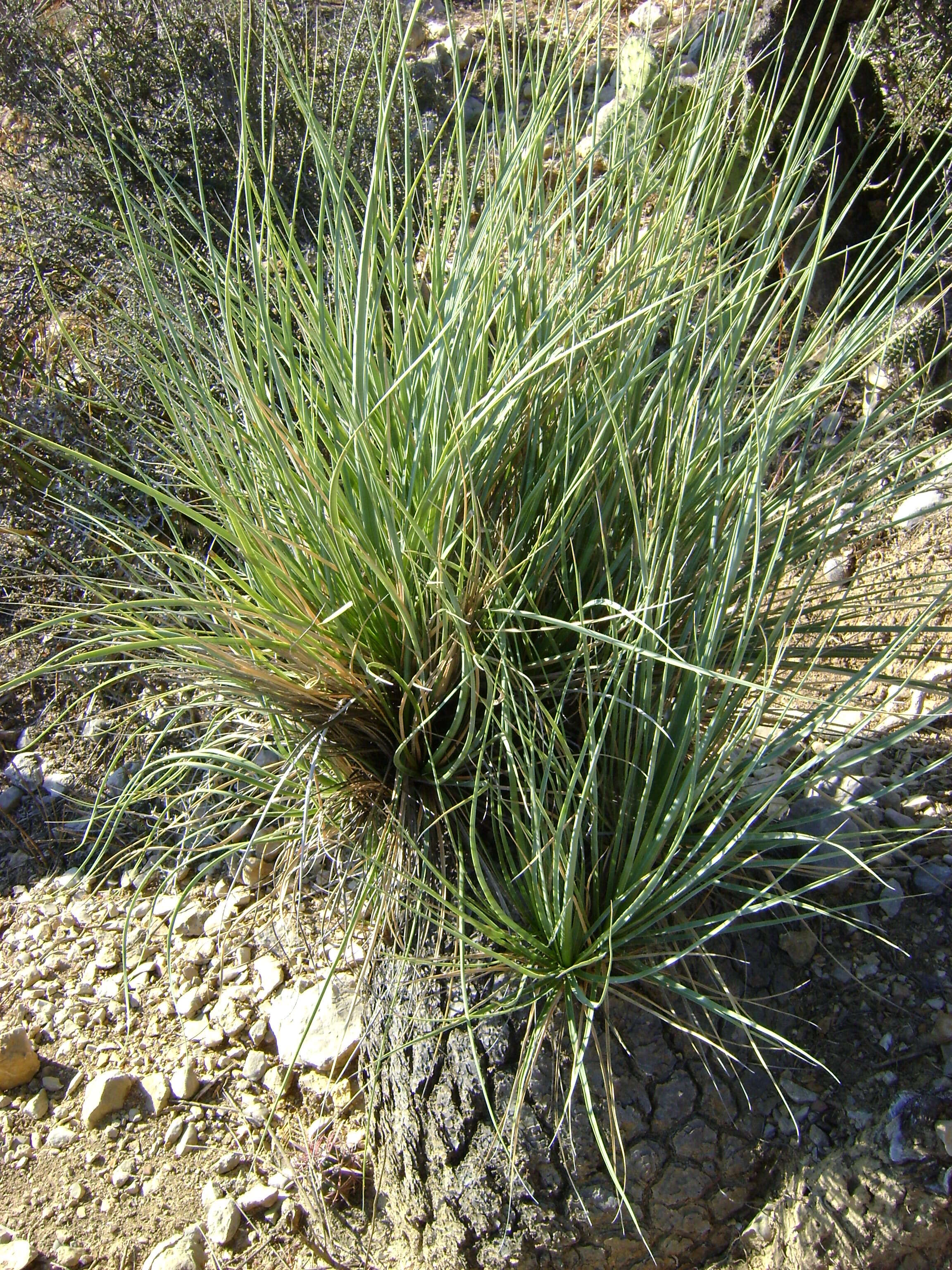 Image of Mexican Pony Tail Palm