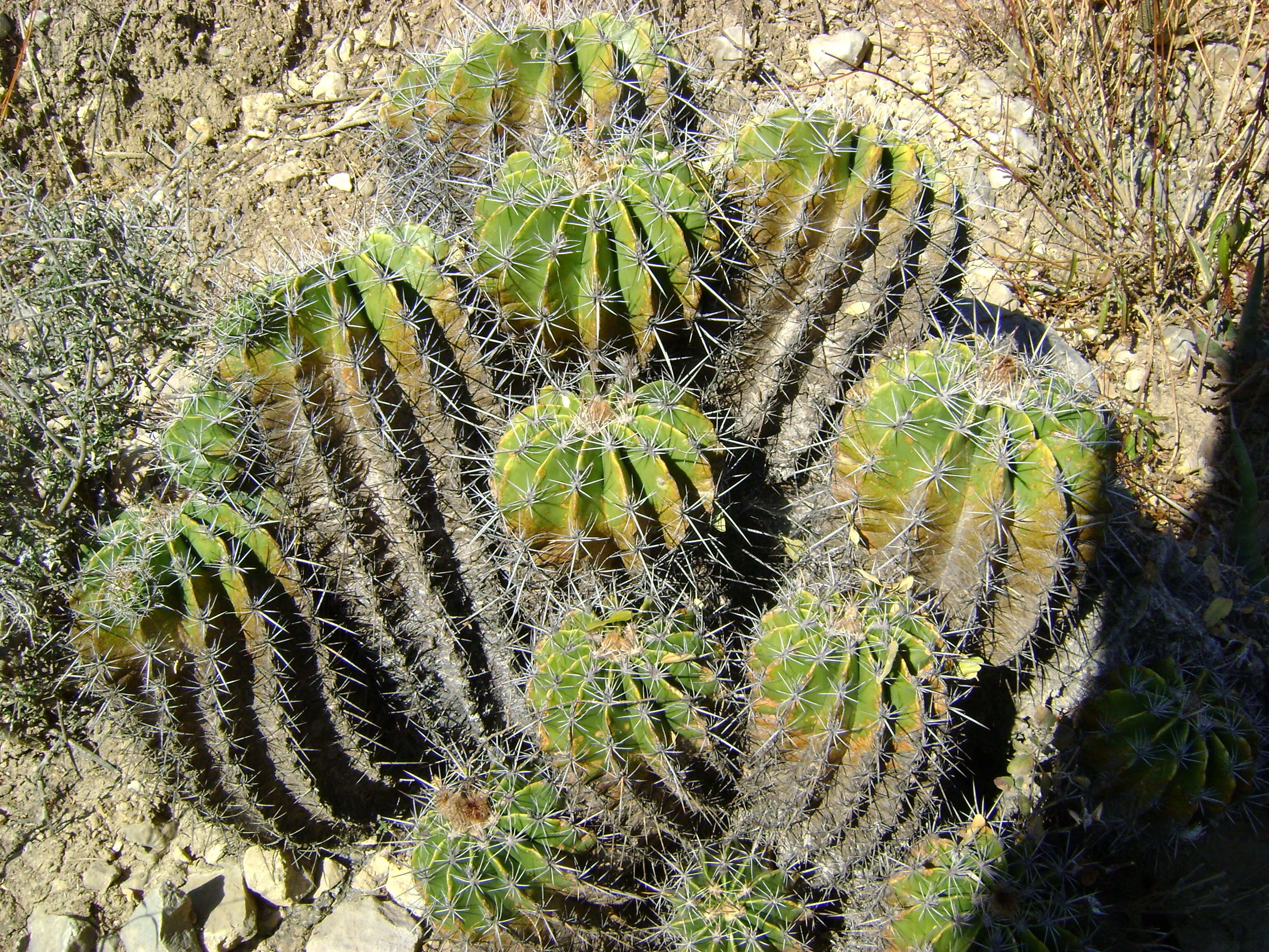 Image of Ferocactus flavovirens (Scheidw.) Britton & Rose