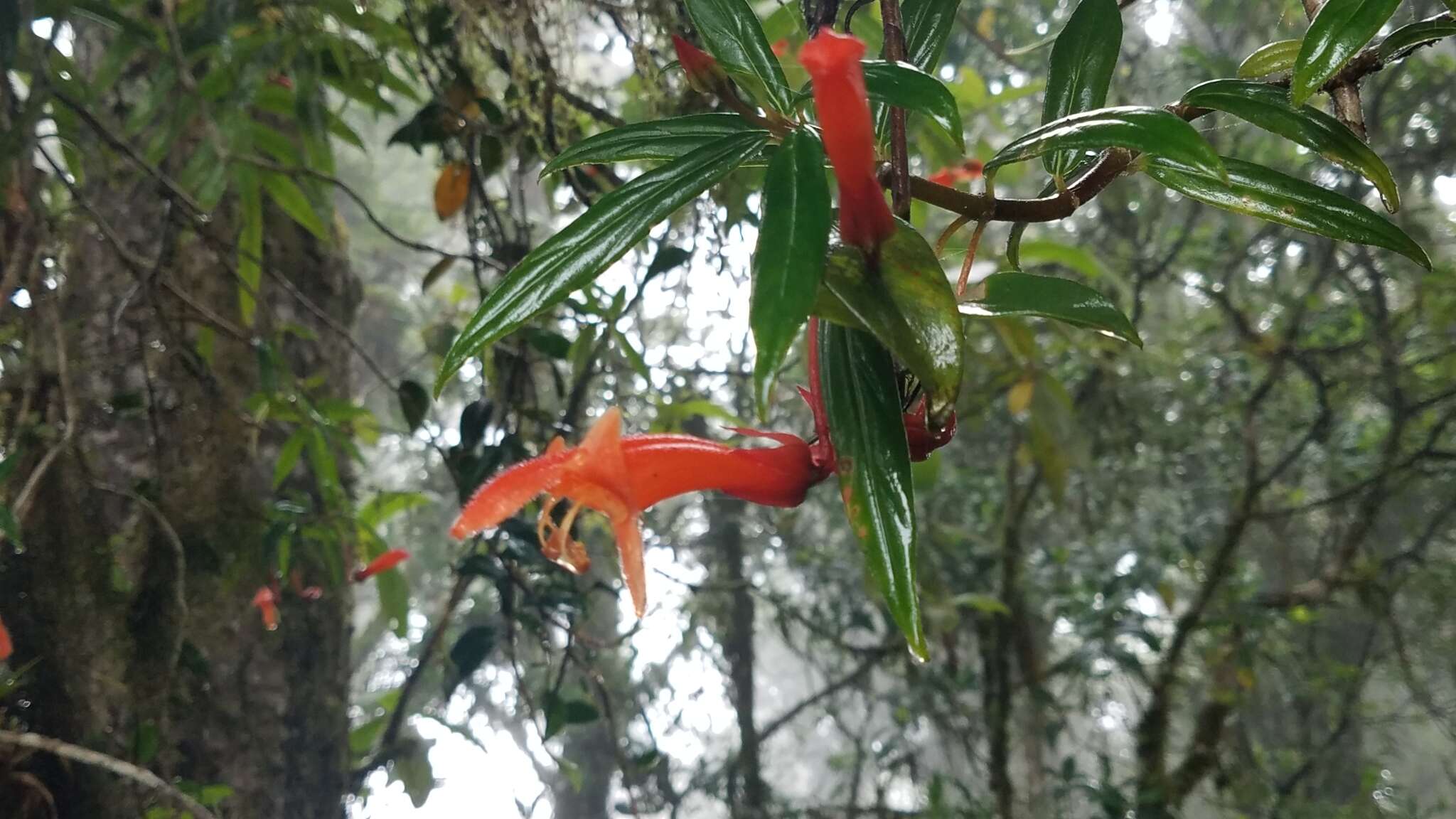 Image de Columnea rubricaulis Standl.